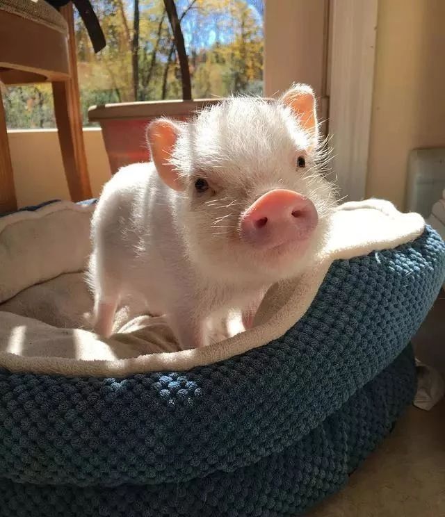 a small white pig sitting in a blue pet bed