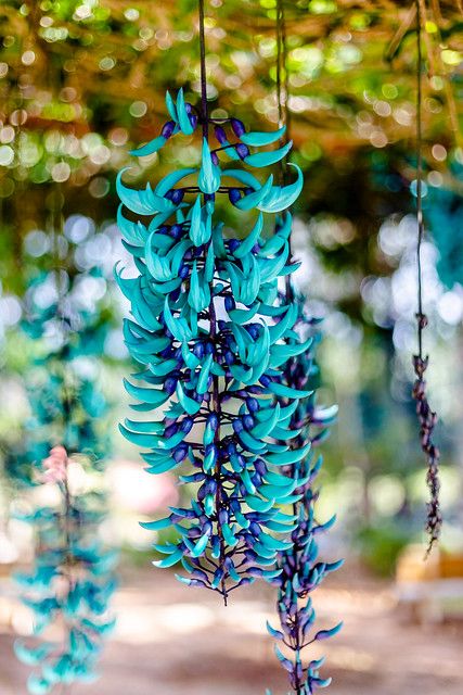 several blue flowers hanging from strings in the air with blurry trees in the background