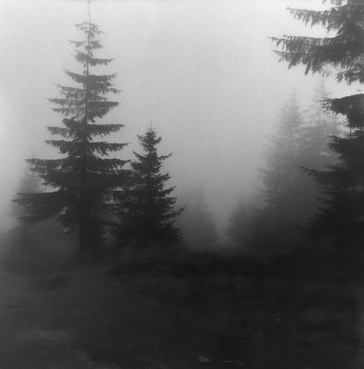 black and white photograph of trees in the fog