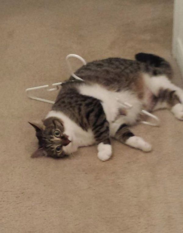 two cats playing with each other on the floor in front of a wall and door