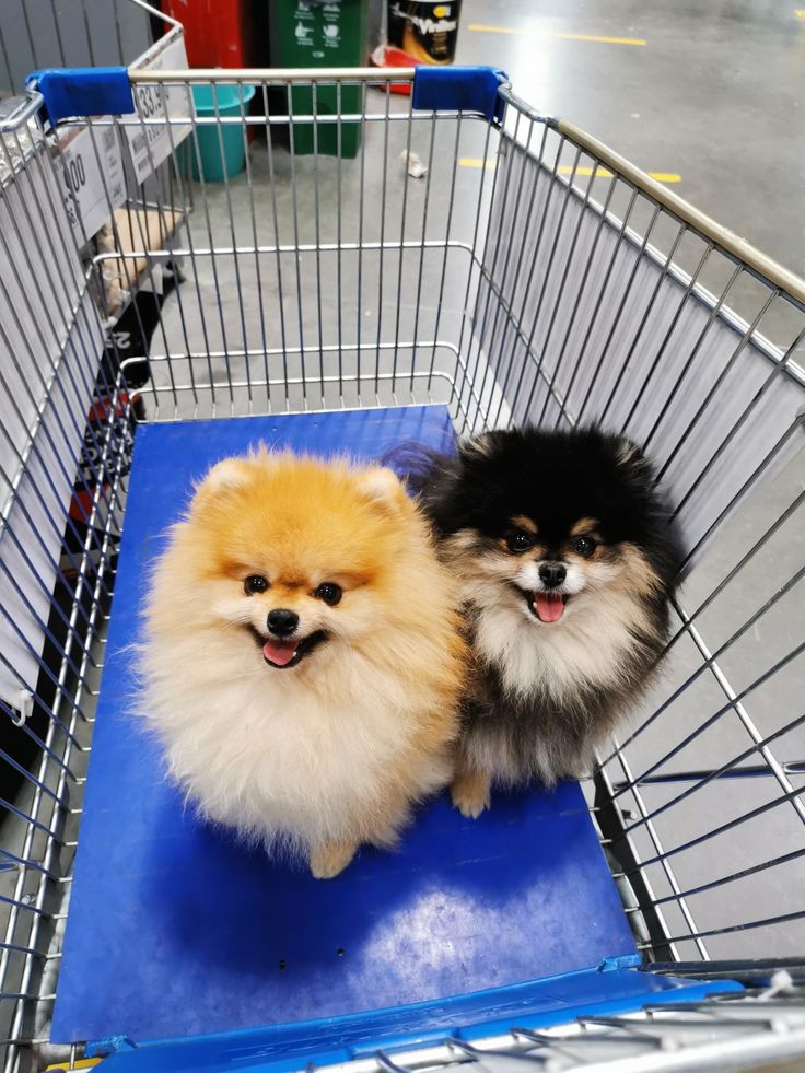 two small dogs sitting in the back of a shopping cart on top of a blue mat