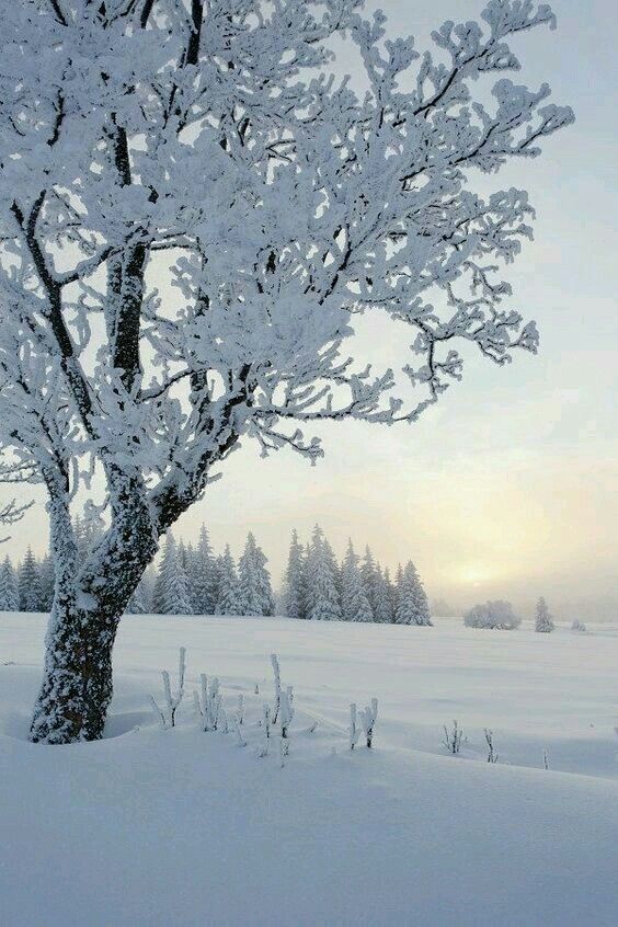 a snow covered tree in the middle of a field