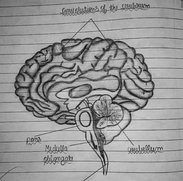 a diagram of the human brain on lined paper