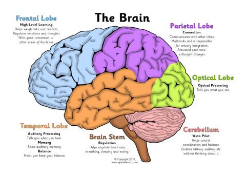 an image of the human brain labeled in different colors