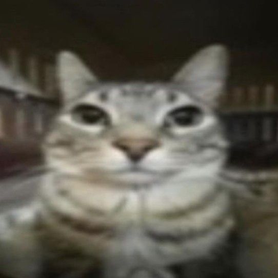 a blurry photo of a cat looking at the camera