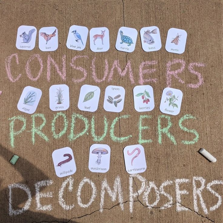 the words consumers, producers, and decomers written in chalk on a sidewalk