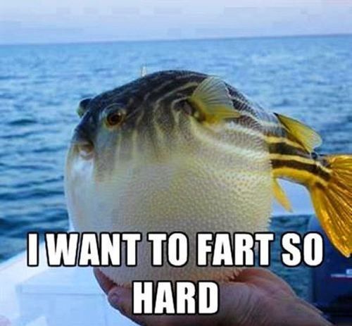 a fish that is sitting on top of a boat with the caption i want to fart so hard