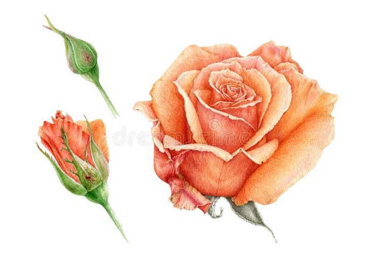 an orange rose and two green leaves on a white background royalty illustration