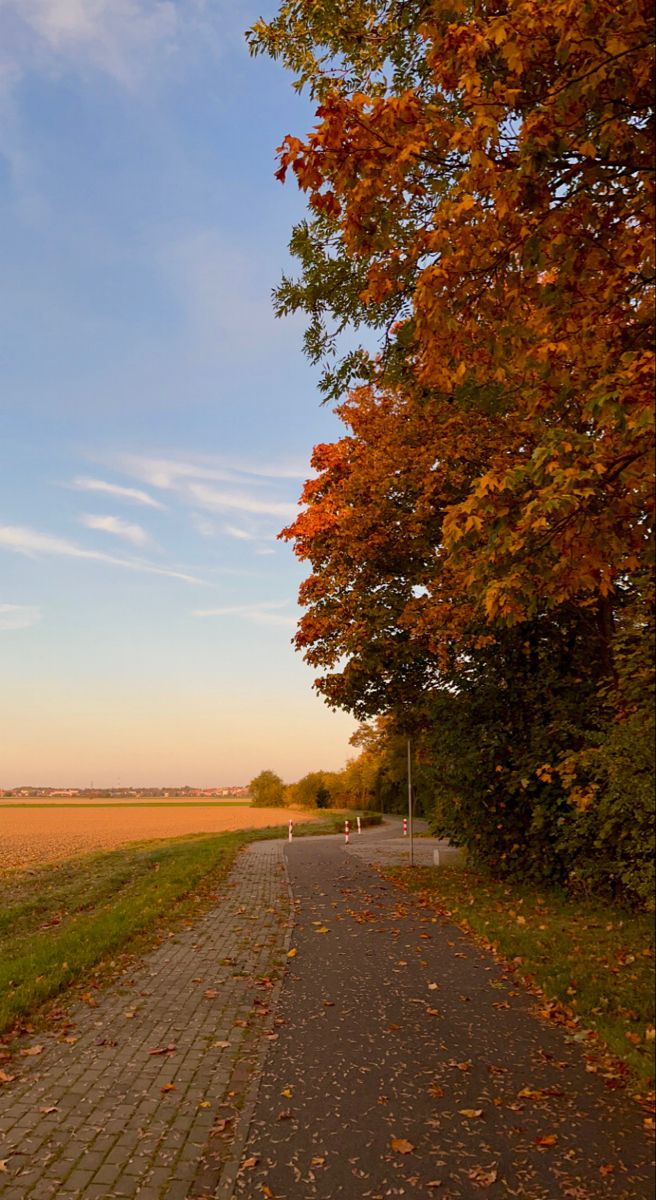 an empty road surrounded by trees with fall leaves on the ground and blue sky in the background