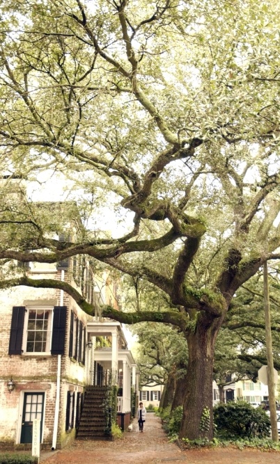 a large tree in front of a house with stairs leading up to the top floor