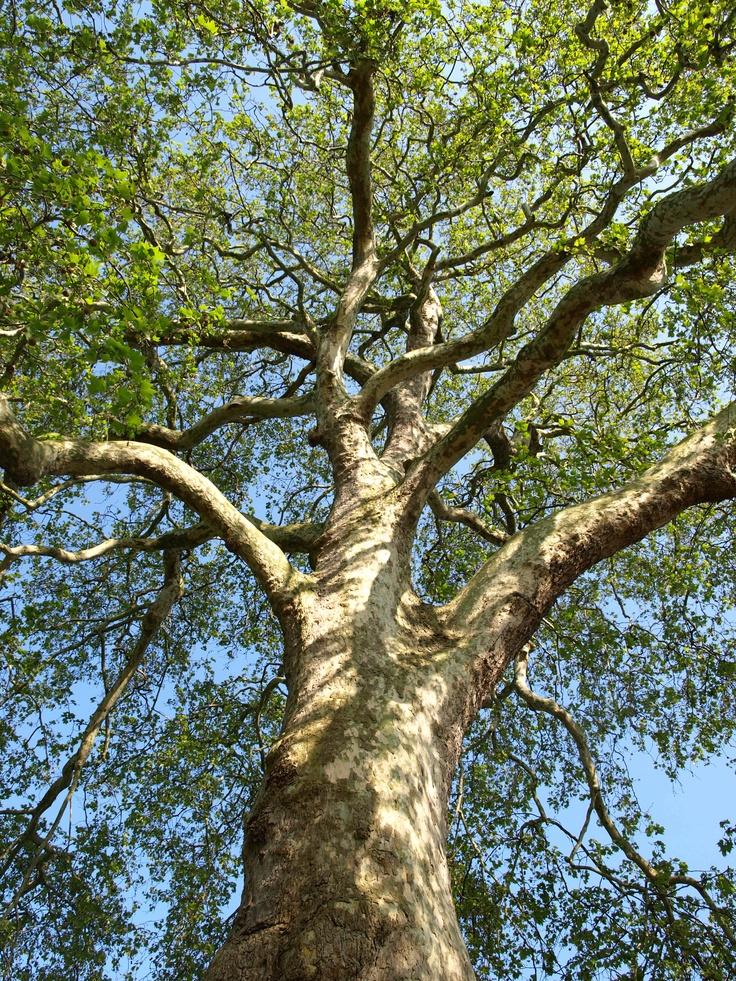 a large tree with lots of green leaves on it's branches and sky in the background