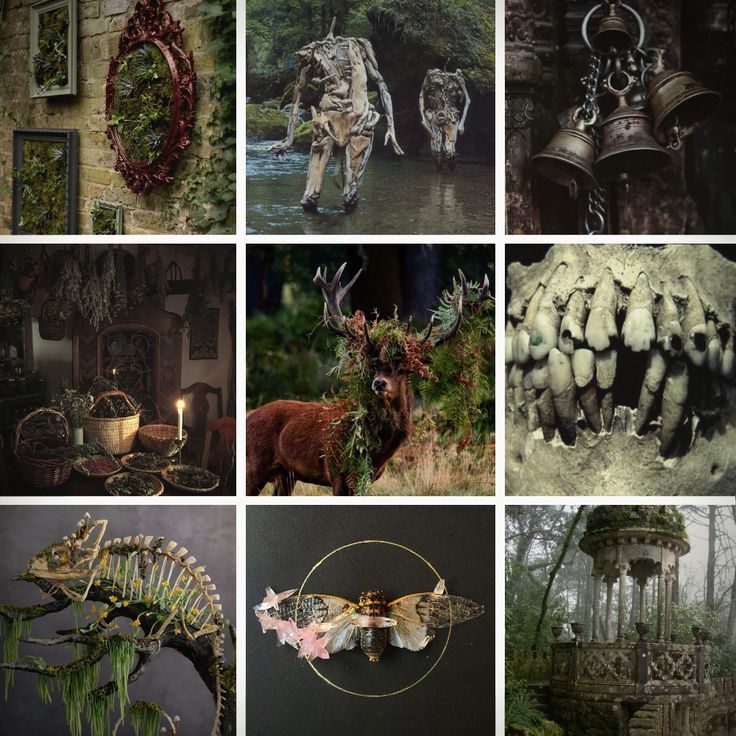 many different pictures with animals and plants in them