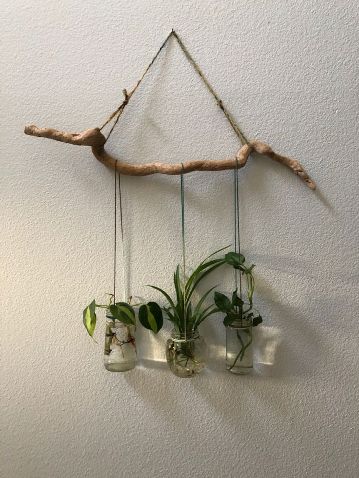 three air plants hanging from a branch with glass jars filled with water and air plants