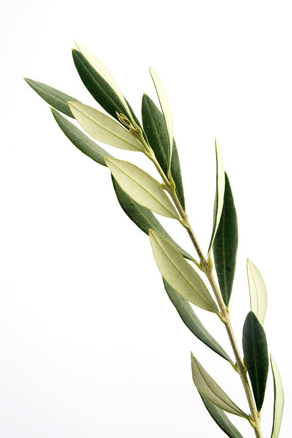 an olive branch with green leaves on it