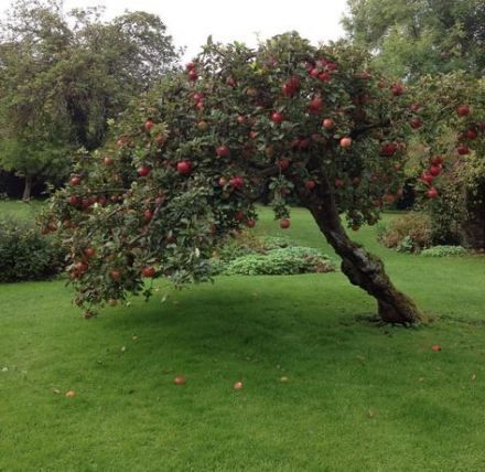 an apple tree with lots of red apples growing on it's branches in the grass