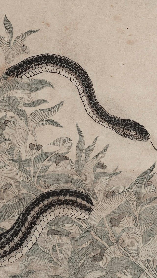 Snake Illustration, Snake Wallpaper, Arte Peculiar, Snake Art, Year Of The Snake, Scientific Illustration, Japanese Woodblock Printing, Japanese Painting, Japan Art