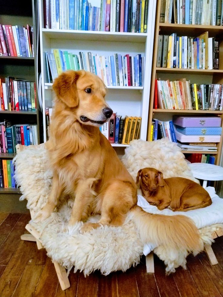 two dogs sitting on a dog bed in front of bookshelves