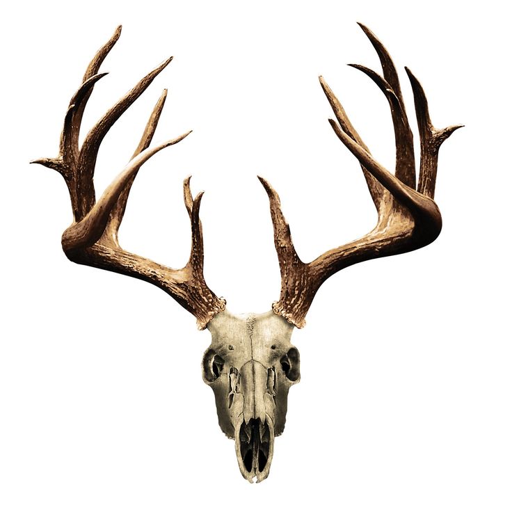 an animal skull with very large antlers on it's head and two horns