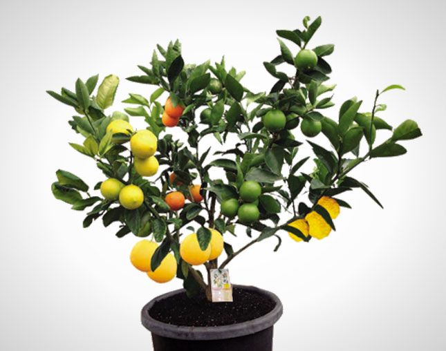 a potted plant with lemons and oranges growing out of it's leaves