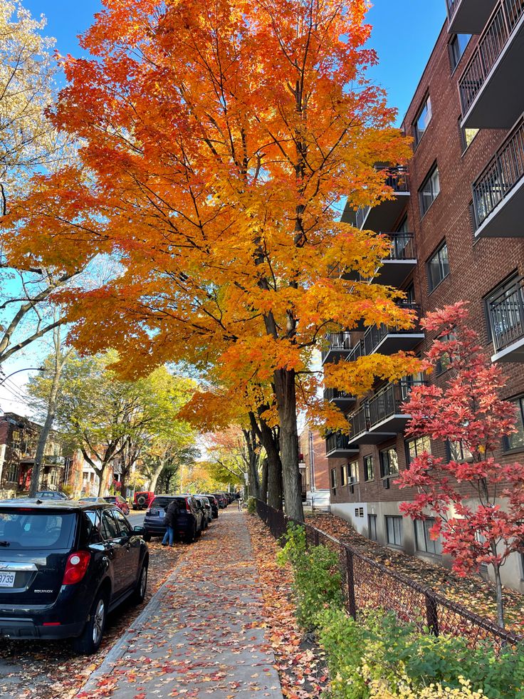 an autumn tree with orange and yellow leaves on the sidewalk in front of apartment buildings