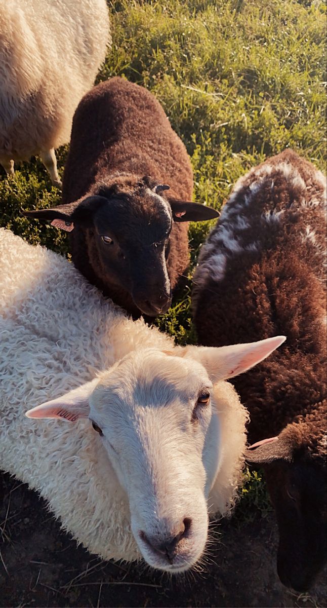 three sheep standing next to each other in the grass