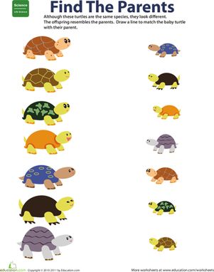 an animal matching game for children to learn how to find the correct turtle names and colors