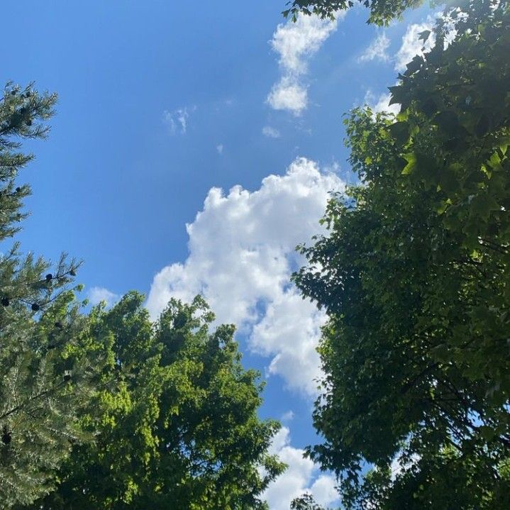 some trees and clouds in the blue sky