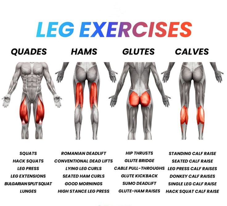 Leg Workout Plan Gym, Leg Workout Programs, Leg Workout Routine, Leg Workout Routines Gym, Leg Workout Men Gym, Leg Day Workout, Leg Workout For Men, Leg Day Workout At The Gym, Leg Workout In Gym, Leg Workout Ideas, Leg Workout Ideas Gym, Leg Workout Gym List, Leg Workout Gym, Leg Workout Gym Beginner, Leg Workout, Leg Press Workout. Leg Raises Benefits, Leg Workout Plan, One Leg Deadlift, Leg Lifts Workout, Different Muscle Groups, Gym Plans, Lying Leg Curls, Standing Calf Raise, Leg Routine