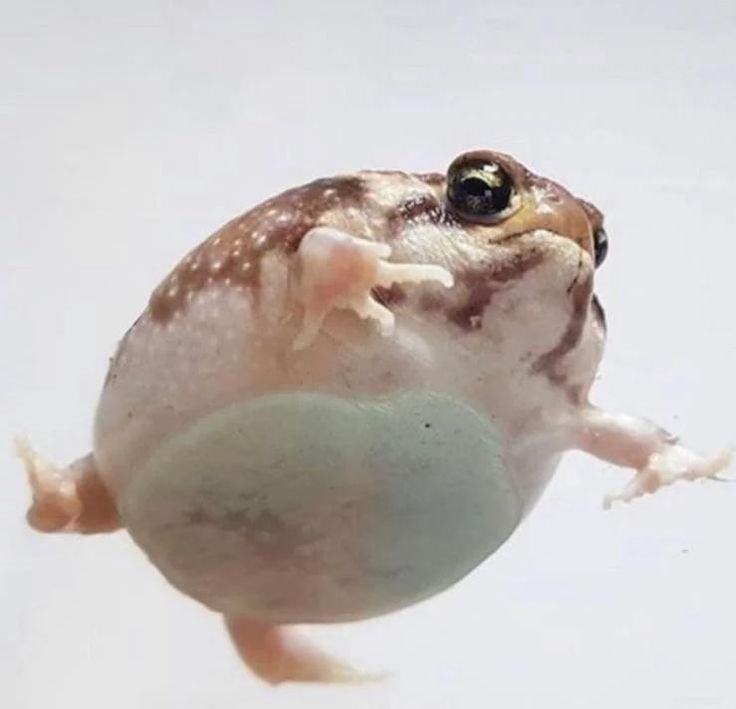 a small frog is floating in the water