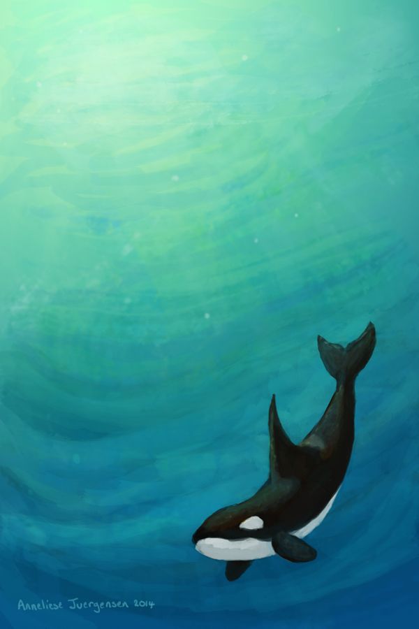 an orca whale swimming in the ocean