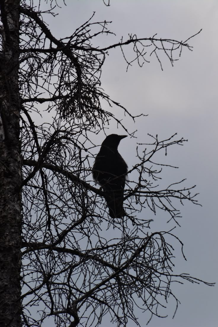 a black bird sitting on top of a leafless tree next to a gray sky