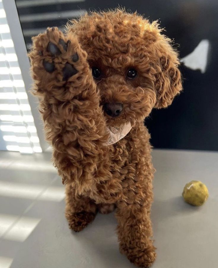 a brown poodle standing on top of a table next to a yellow tennis ball