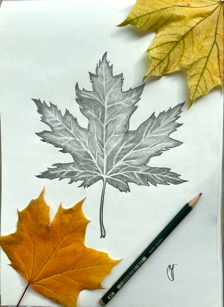 some leaves are laying on top of a piece of paper with pencils next to them