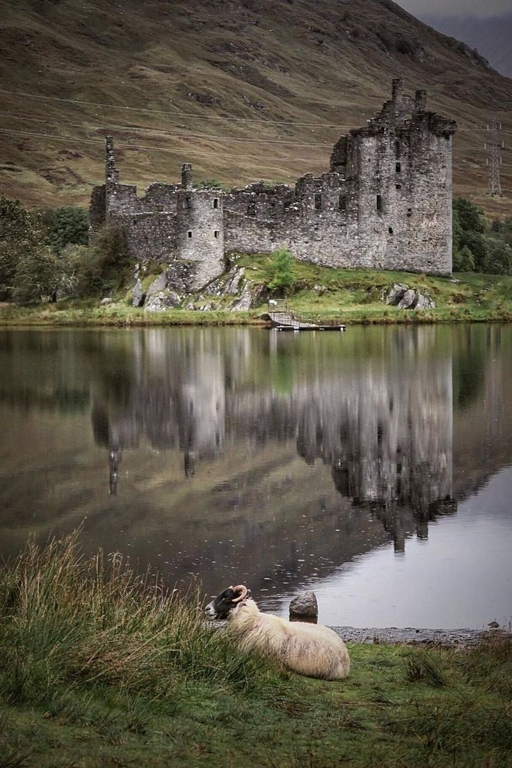 a sheep laying on the ground next to a body of water with a castle in the background