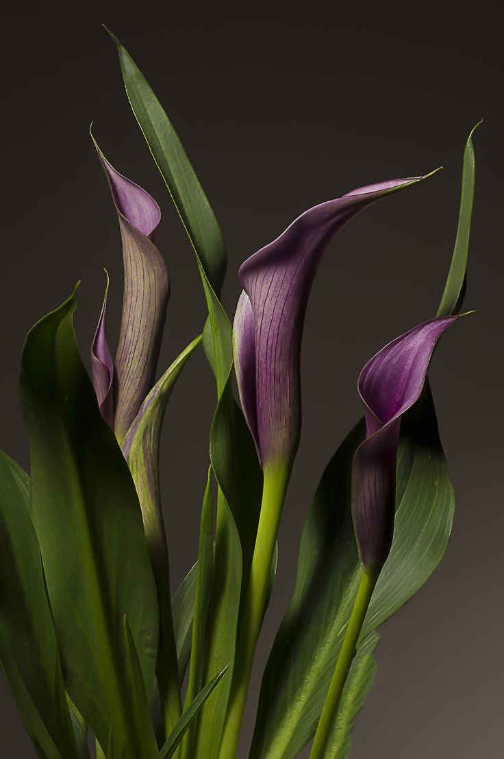 purple flowers are in a vase with green stems