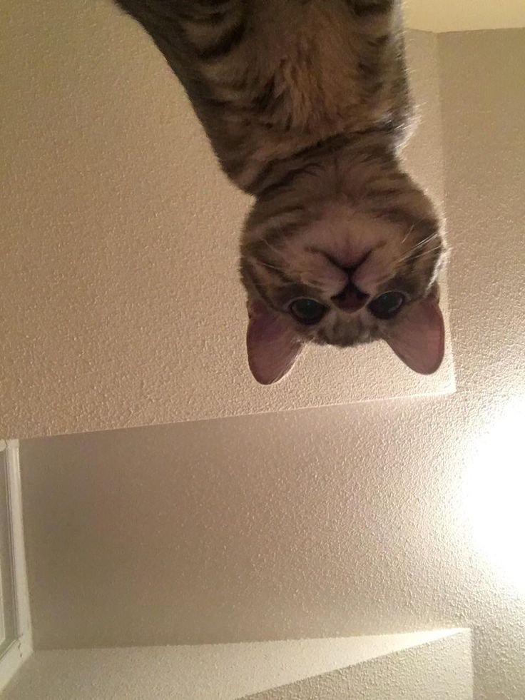 a cat that is upside down in the air with its head up and eyes wide open