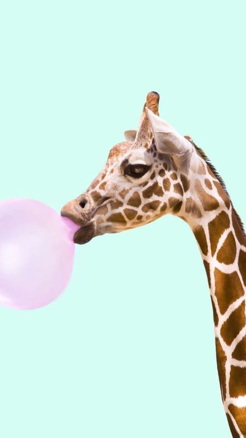 a giraffe is chewing on a pink balloon