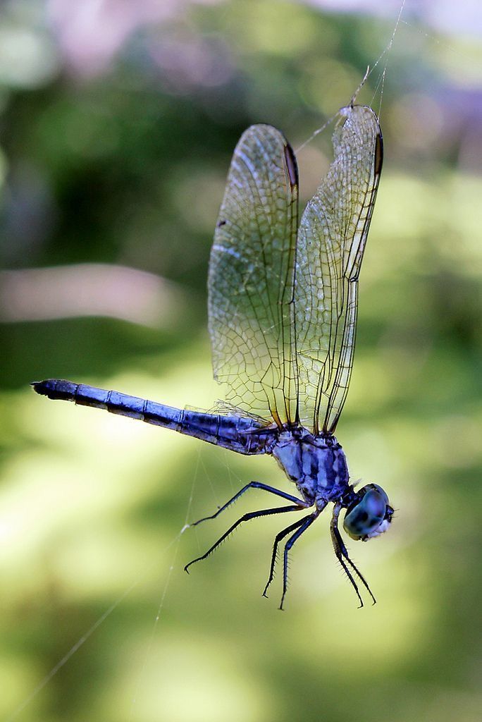 a blue dragon flys through the air