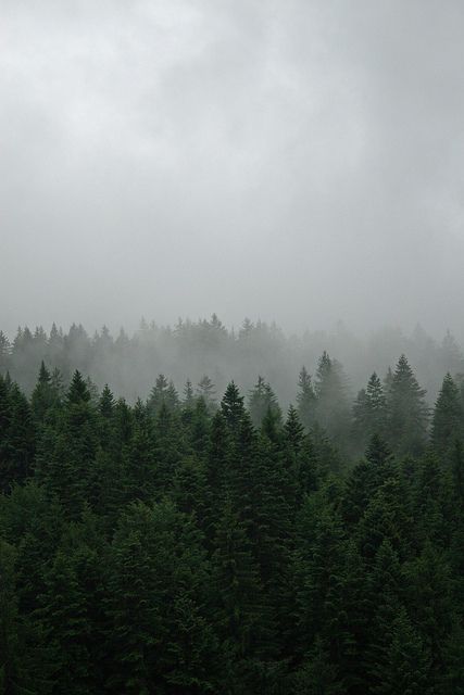 the forest is covered in fog and low lying clouds