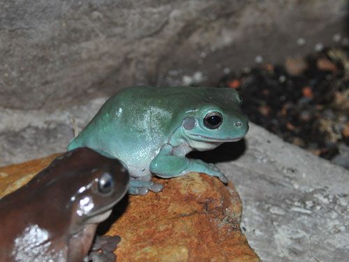 a small green frog sitting on top of a rock