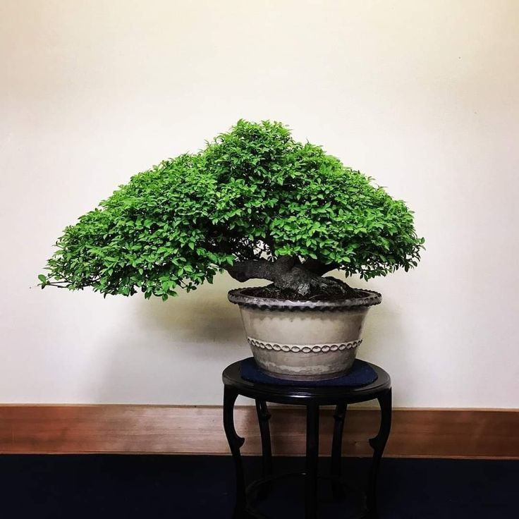 a bonsai tree sitting on top of a wooden table next to a white wall