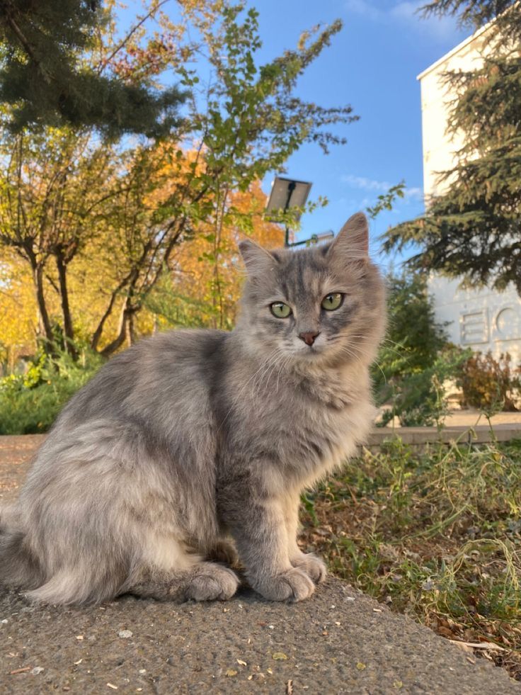 a grey cat sitting on top of a cement slab