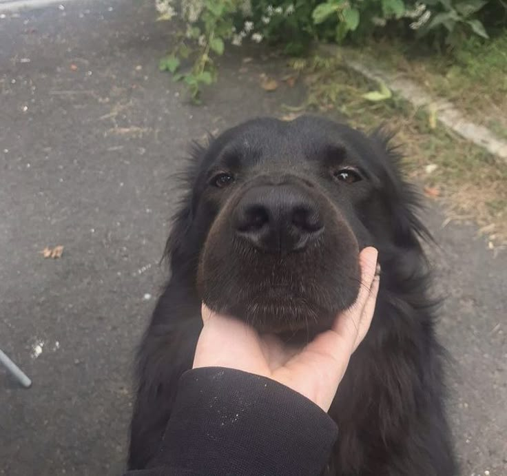 a black dog is being petted by someone's hand