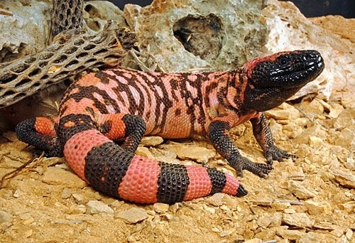 an orange and black lizard laying on the ground