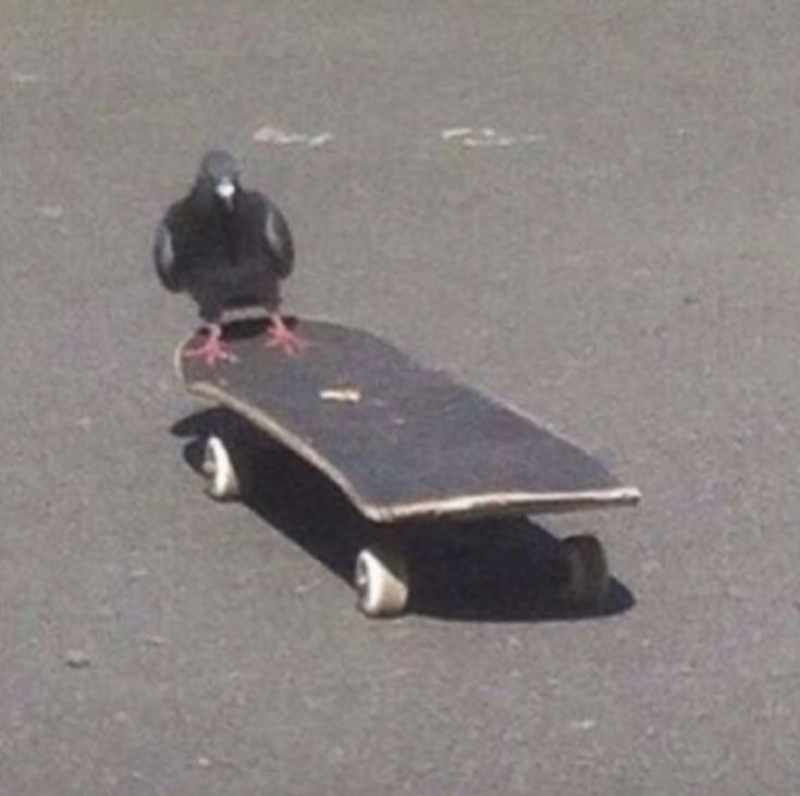 a pigeon is sitting on top of a skateboard