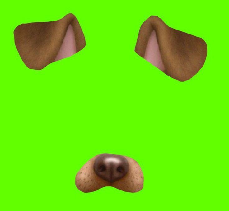 a dog's face is shown in front of a green screen with its nose open