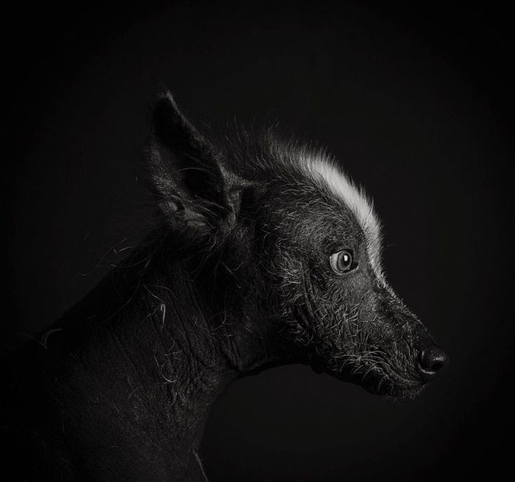 a black and white photo of a hyena looking at the camera with an intense look on its face