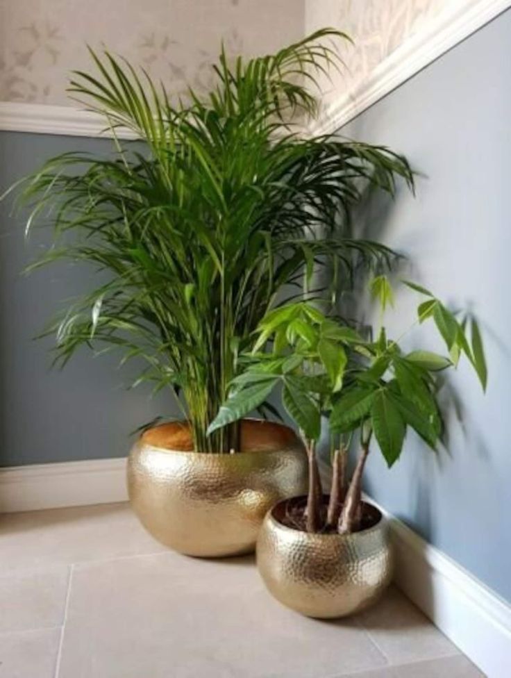 two potted plants sitting next to each other on the floor in front of a wall