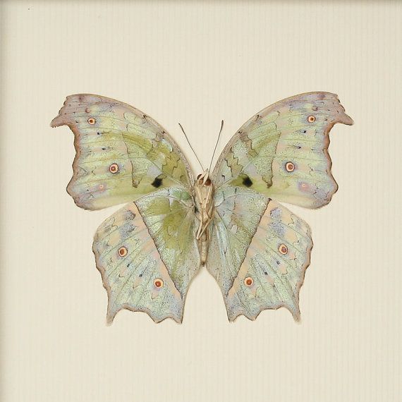 a green and white butterfly sitting on top of a piece of paper in a frame