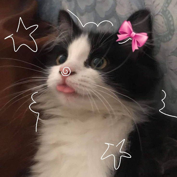 a black and white cat with a pink bow on it's head looking up